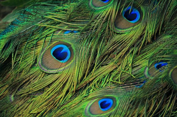 Discover the beauty of authentic feathers for your projects