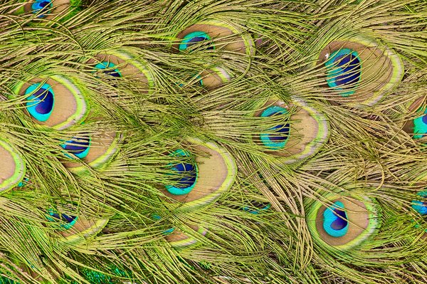 Transform your space with stunning natural feathers